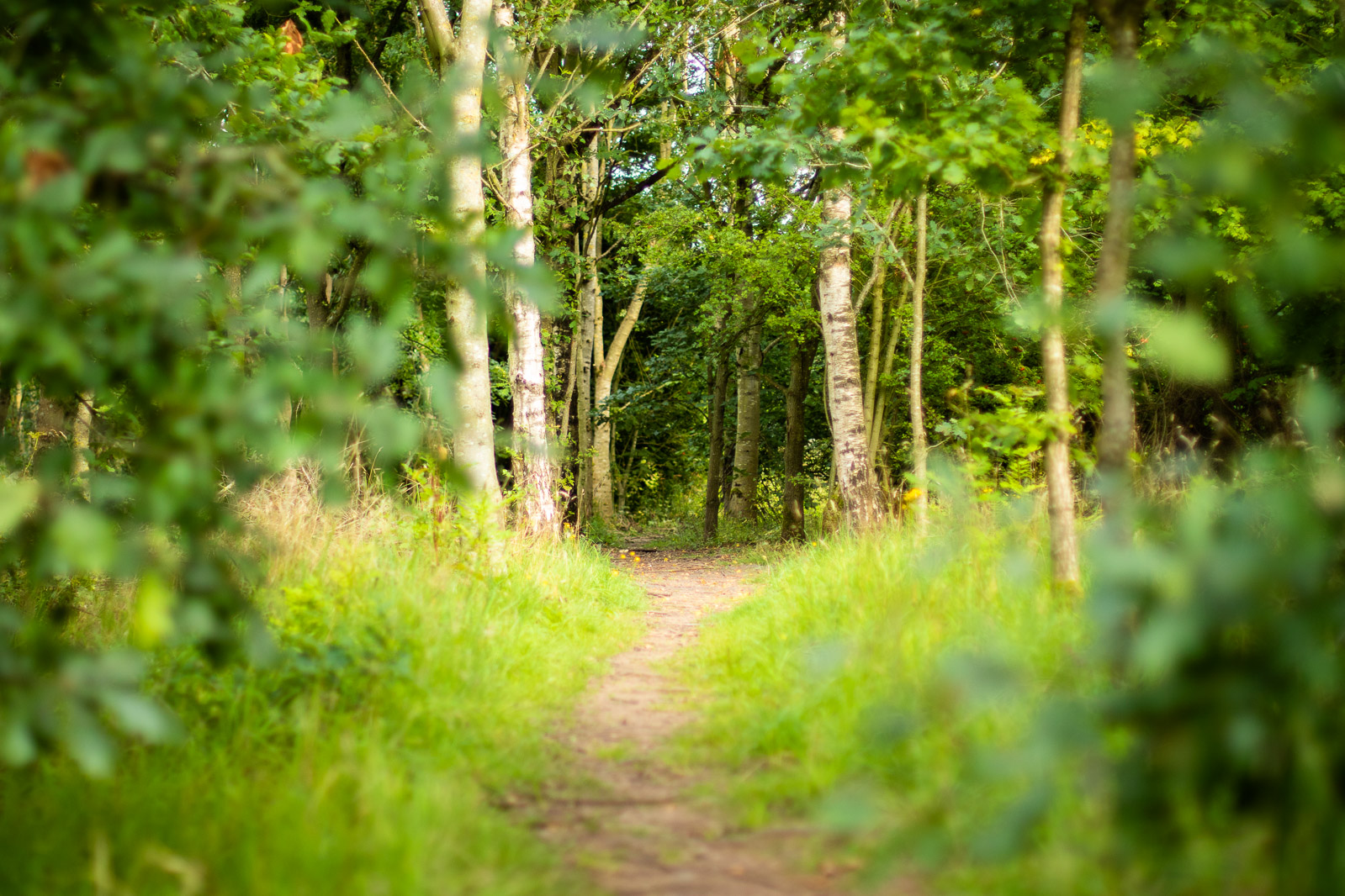 Spud Wood footpath