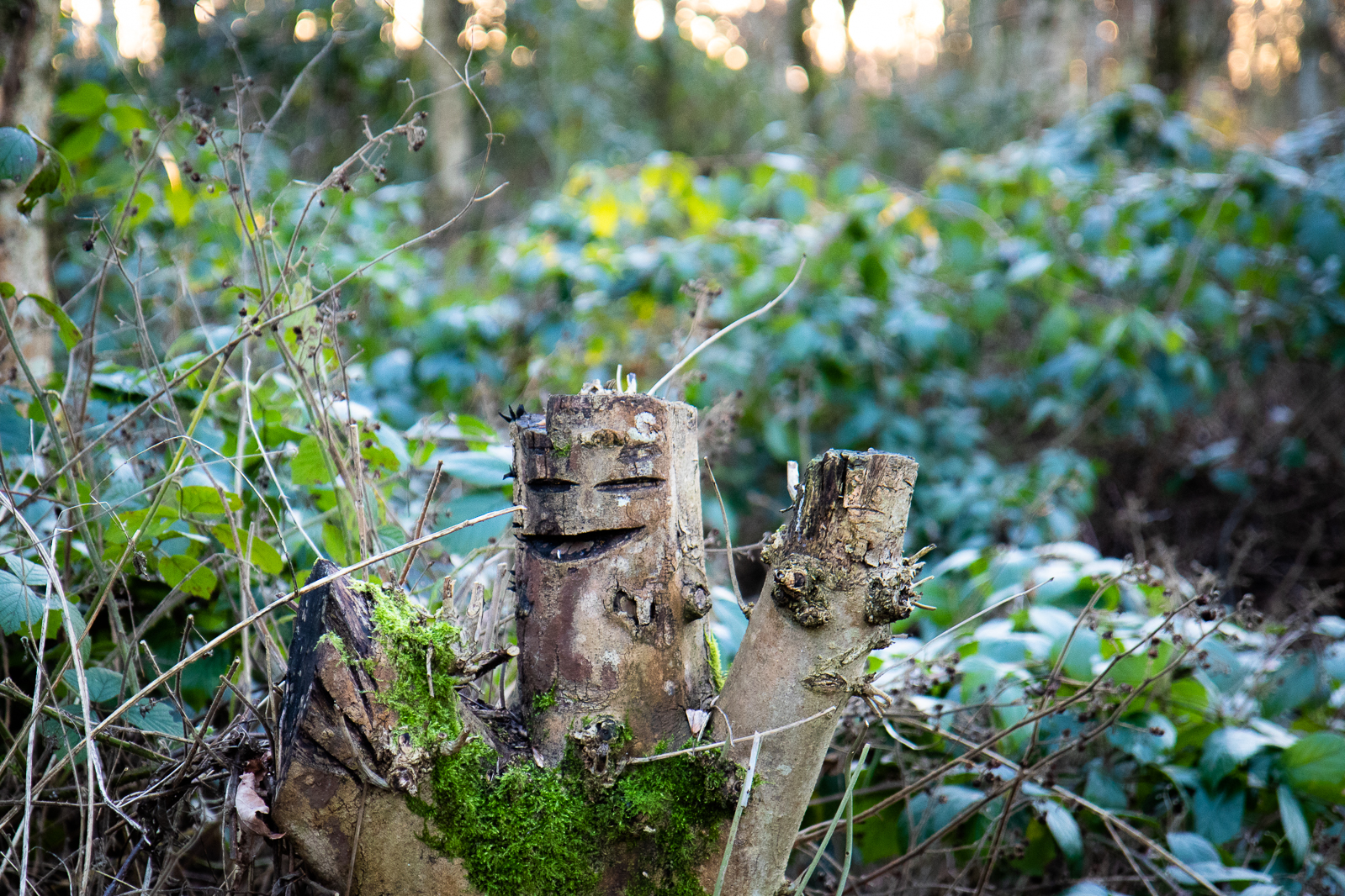 Spud Wood Tree Face